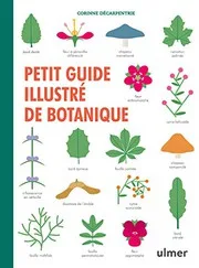 Couverture de Petit guide illustré de botanique